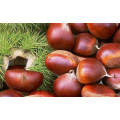 2015 Fresh Chinese Chestnuts with High Exporting Quality